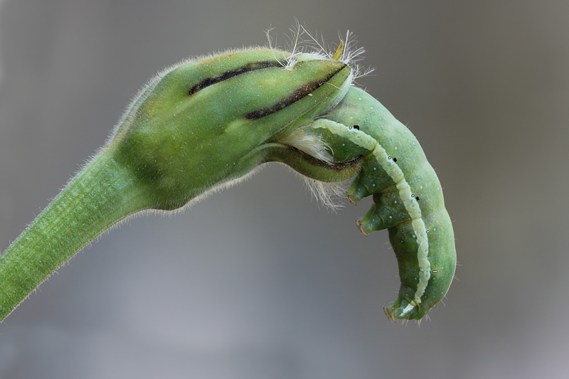 Bruco di Noctuidae?